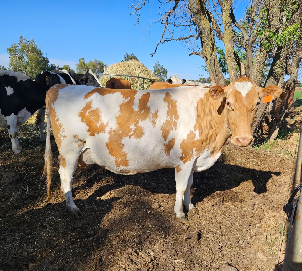 This image has an empty alt attribute; its file name is guernsey.jpg