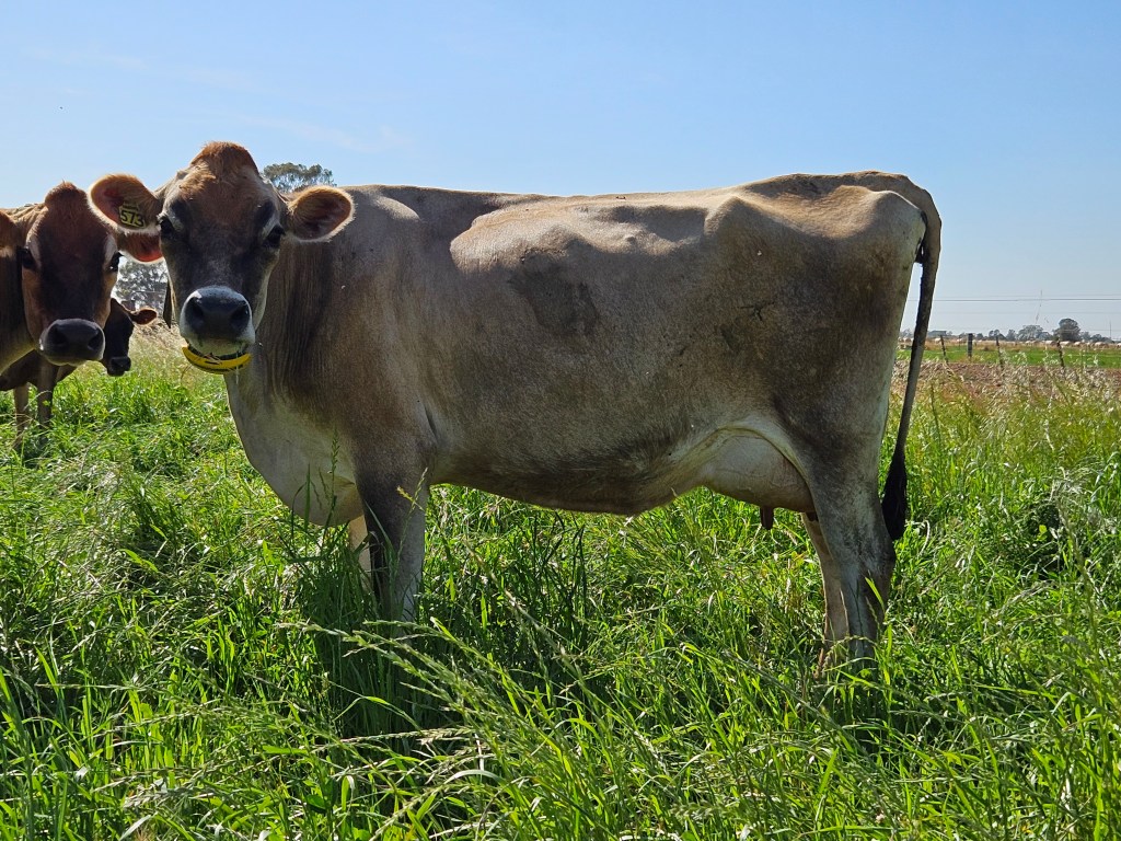 This image has an empty alt attribute; its file name is jersey-cow.jpg