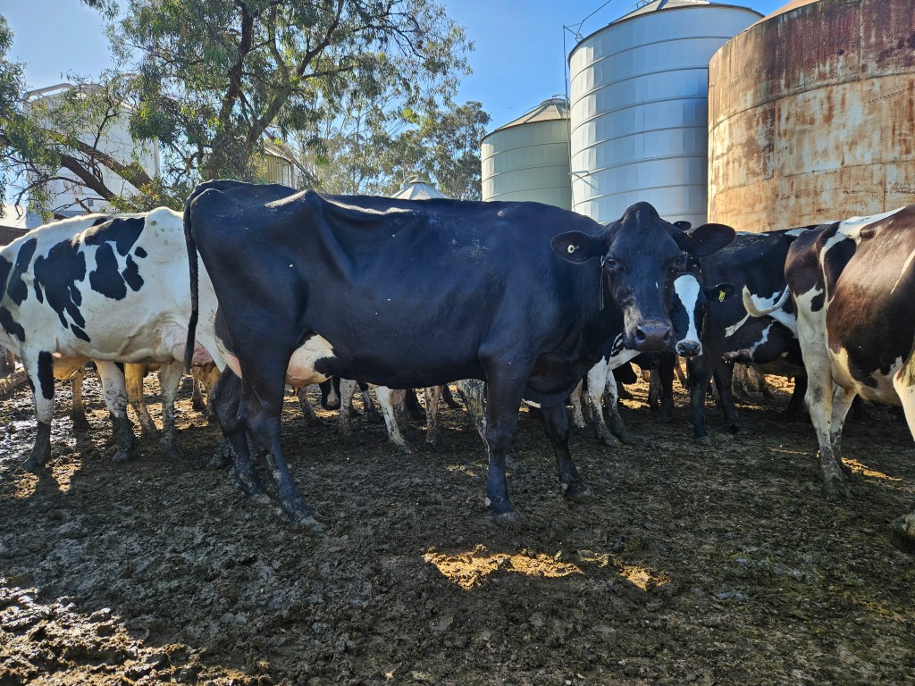 This image has an empty alt attribute; its file name is jersey-x-holstein.jpg